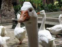 barcelona cathedral, geese, goose, barcelona cathedral geese